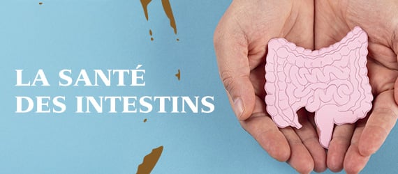 La Santé des intestins